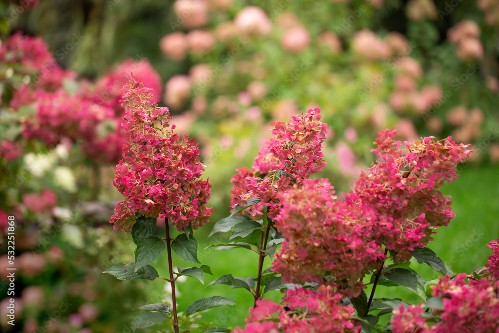 Obraz premium Vanille Fraise bouquet hydrangea (Hydrangea paniculata)