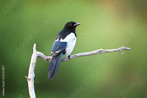 Canvas Print Colorful european magpie perched on an old dry branch on green background