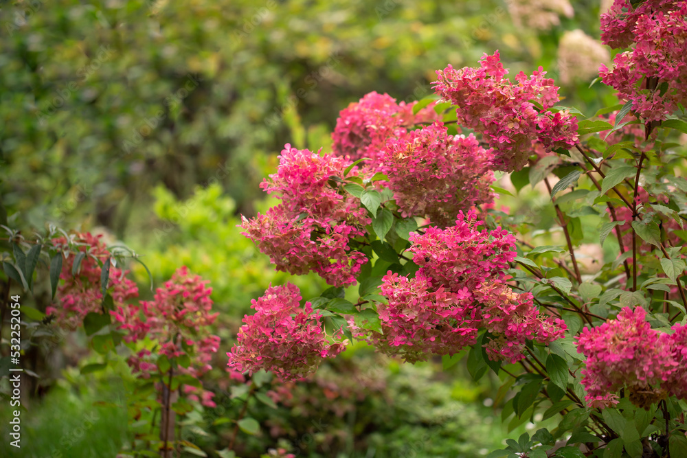 hortensja bukietowa Vanille Fraise (Hydrangea paniculata) hortensja bukietowa Vanille Fraise (Hydrangea paniculata)