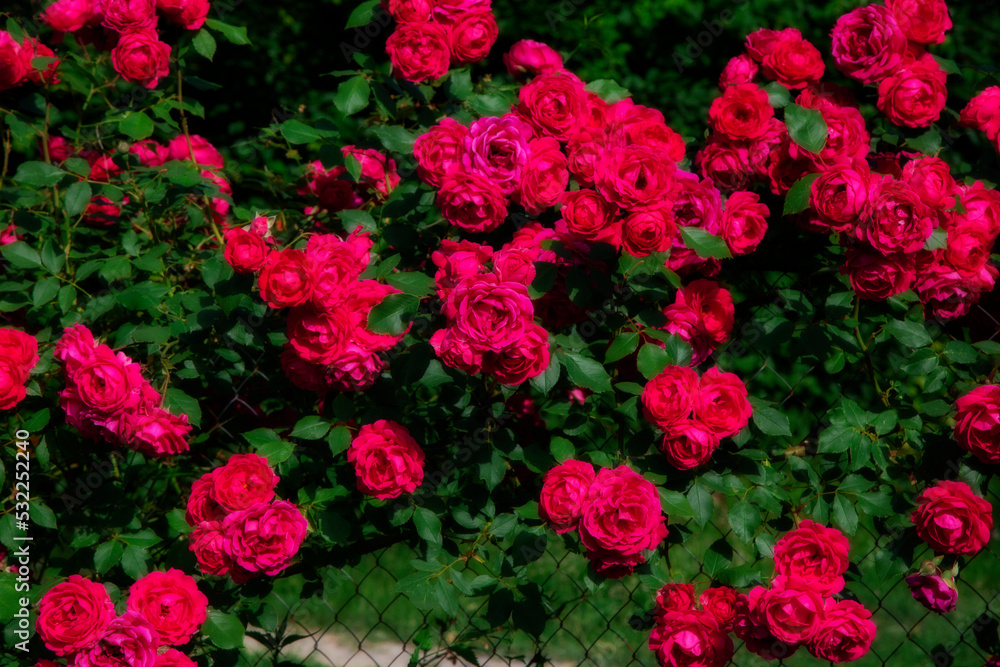flowers in the garden flowers in the garden