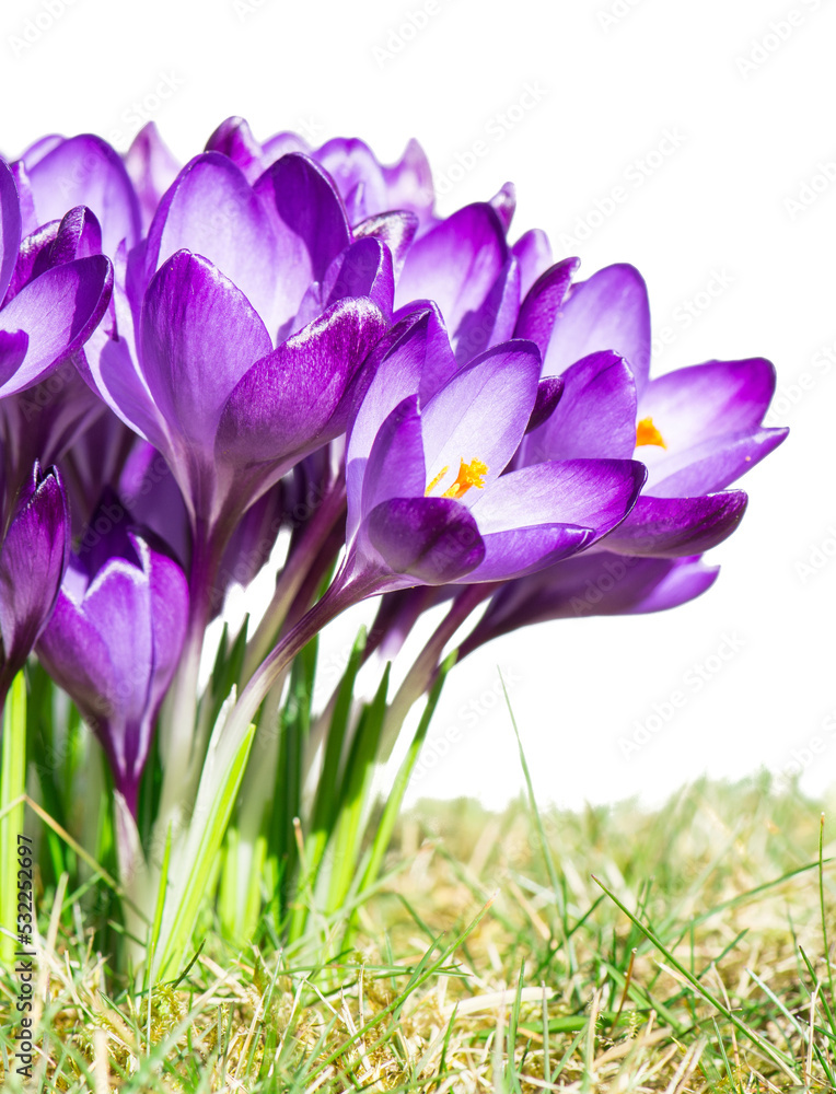A group of isolated purple crocus flowers in the grass A group of isolated purple crocus flowers in the grass