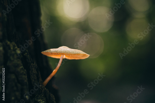 Mushroom growing out of a tree stump in the woods in autumn.