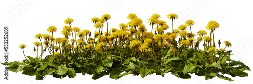 dandelion flowers and leaves, blooming plants, isolated 