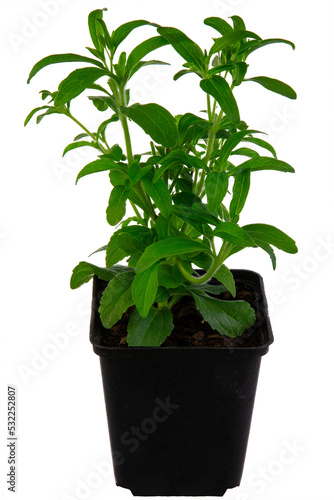 Isolated potted candyleaf (Stevia rebaudiana) herb plant
