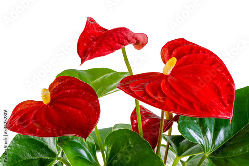 Isolated red flamingo flower (anthurium) blossom