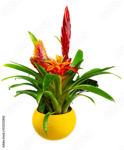 Closeup of an isolated potted bromelia flower photo