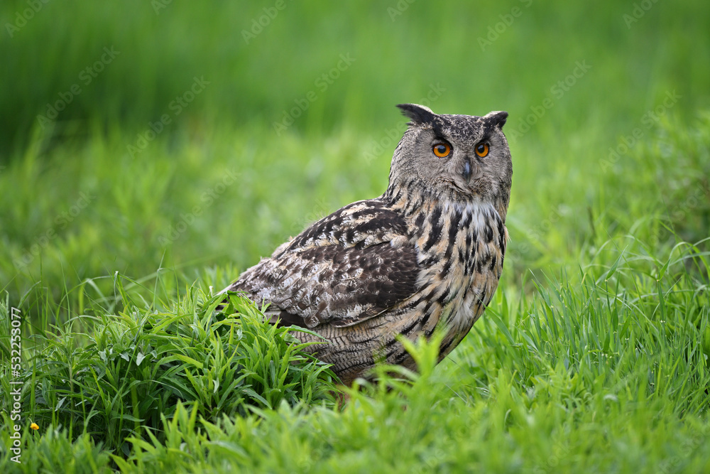 Fototapeta premium Eurasian eagle-owl sitting in the grass