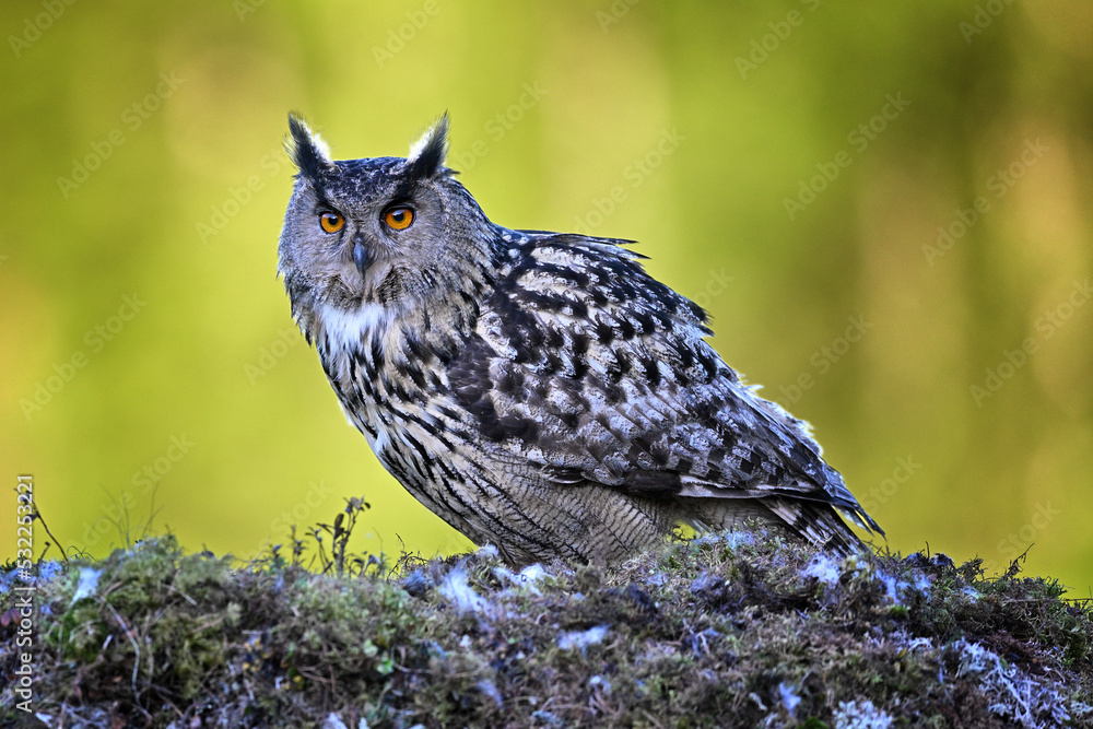 Portrait Eurasian eagle-owl sitting on the moss ground in the forest Portrait Eurasian eagle-owl sitting on the moss ground in the forest