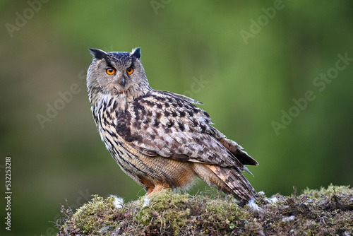 Portrait Eurasian eagle-owl sitting on the moss ground in the forest