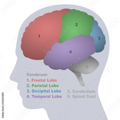 Brain lobes, anatomical regions of the cerebrum, frontal, parietal, occipital and temporal lobe, cerebellum and spinal cord, profile view of a young male head with colored parts. Vector illustration.
 photo