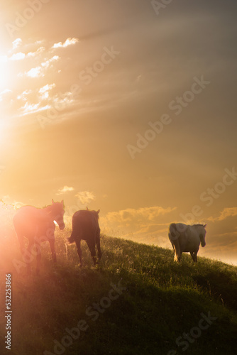 Fototapeta Naklejka Na Ścianę i Meble -  cows in the field at sunset