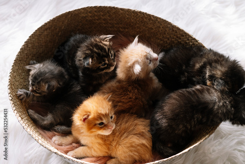 Colorful newborn kittens several days old