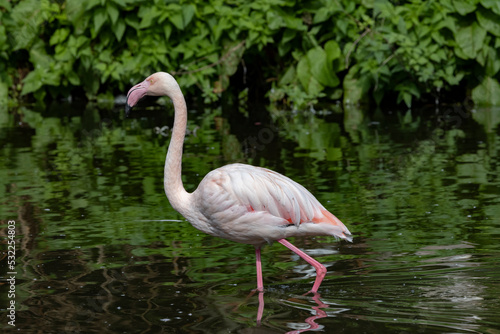 Flamingos  Phoenicopterus are wading birds that are easily recognized by their long  stilt-like legs and rosy color. Here in Odense zoo Denmark Scandinavia Europe