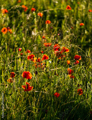 Poppy fields