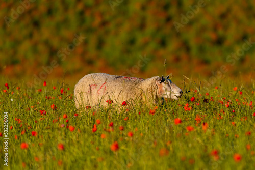Sheep in poppy field