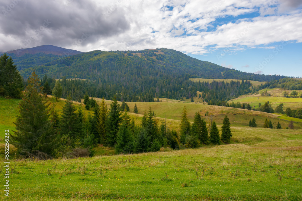 rural landscape in mountains. grassy pastures on the rolling hills near the forest. warm sunny day in autumn