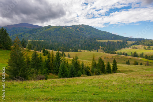 rural landscape in mountains. grassy pastures on the rolling hills near the forest. warm sunny day in autumn