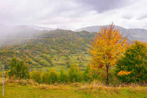countryside landscape in mountains. overcast weather in autumn. yellow tree on the hills © Pellinni