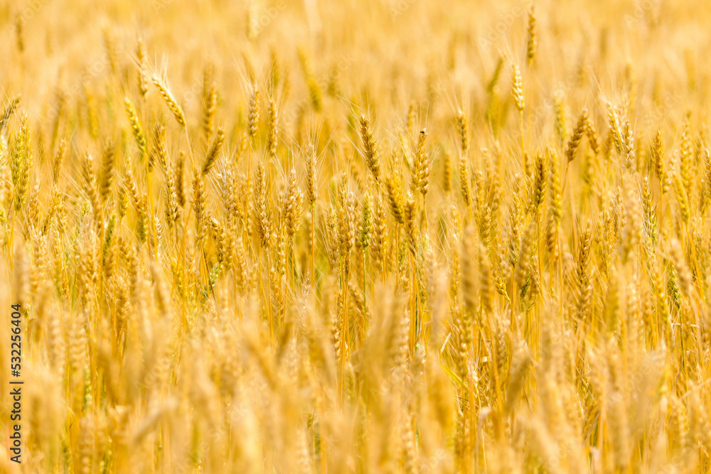 Spikelets of yellow and golden wheat on the field on a background of blue sky. Wheat ears. Wheat field in summer afternoon Spikelets of yellow and golden wheat on the field on a background of blue sky. Wheat ears. Wheat field in summer afternoon