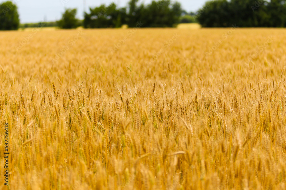 Spikelets of yellow and golden wheat on the field on a background of blue sky. Wheat ears. Wheat field in summer afternoon Spikelets of yellow and golden wheat on the field on a background of blue sky. Wheat ears. Wheat field in summer afternoon