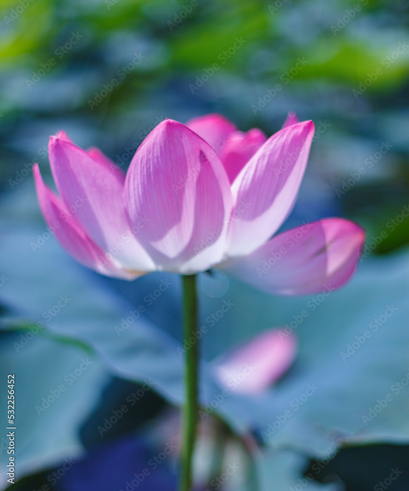 A beautiful pink waterlily or lotus flower in pond A beautiful pink waterlily or lotus flower in pond