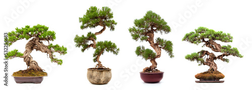 juniper bonsai trees, old and twisted photo