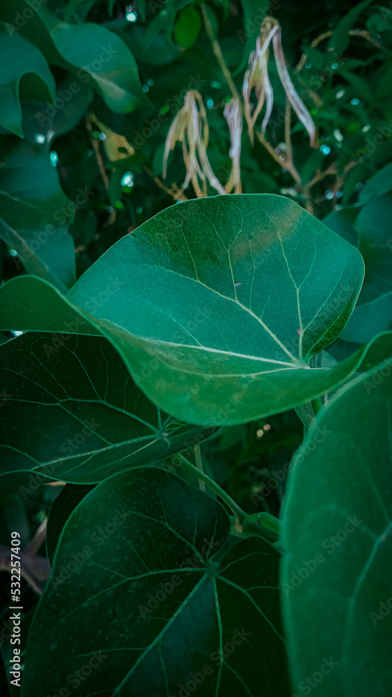 Moody Green Leaves Moody Green Leaves