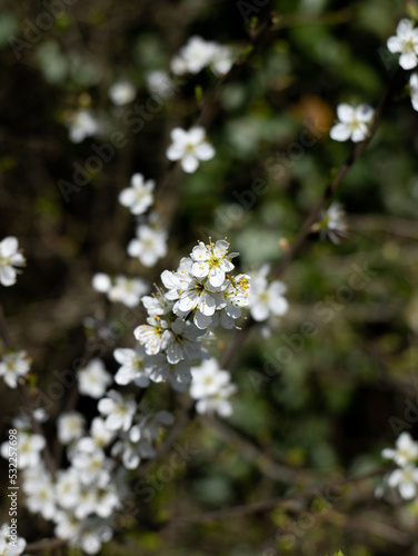white flowers in a tree