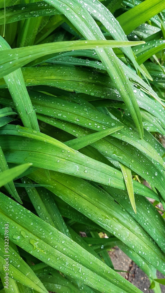 green leaves with dew drops green leaves with dew drops