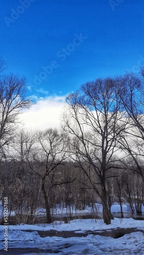 trees by the river against a blue sky with clouds