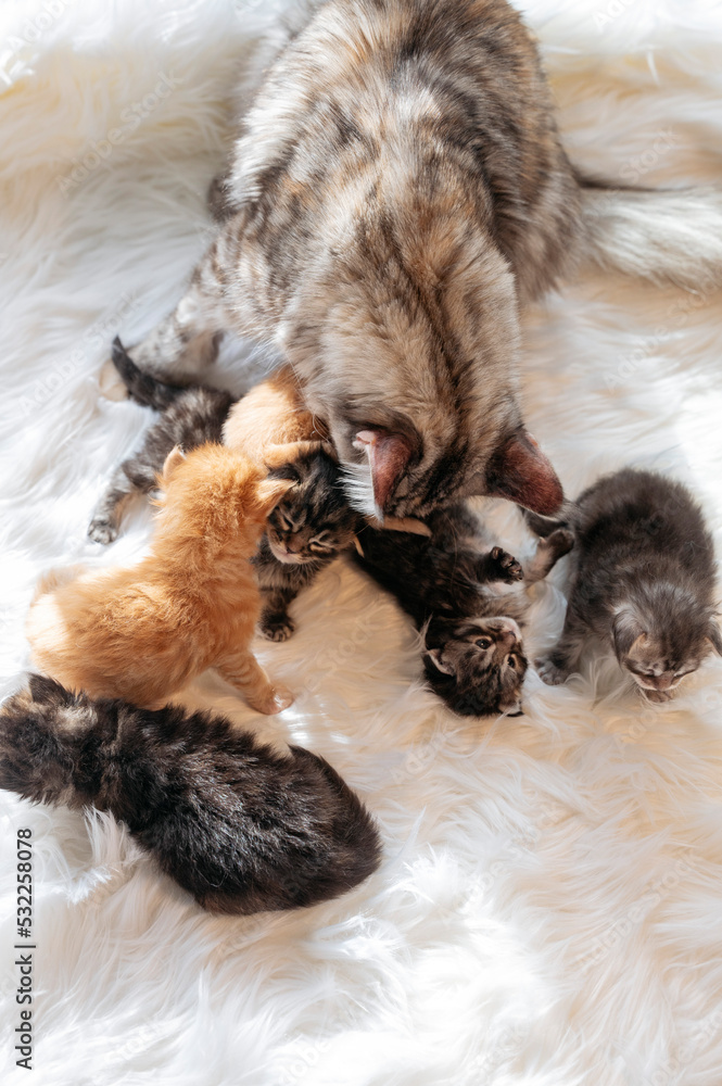 Mother cat feeding her newborn cats Mother cat feeding her newborn cats