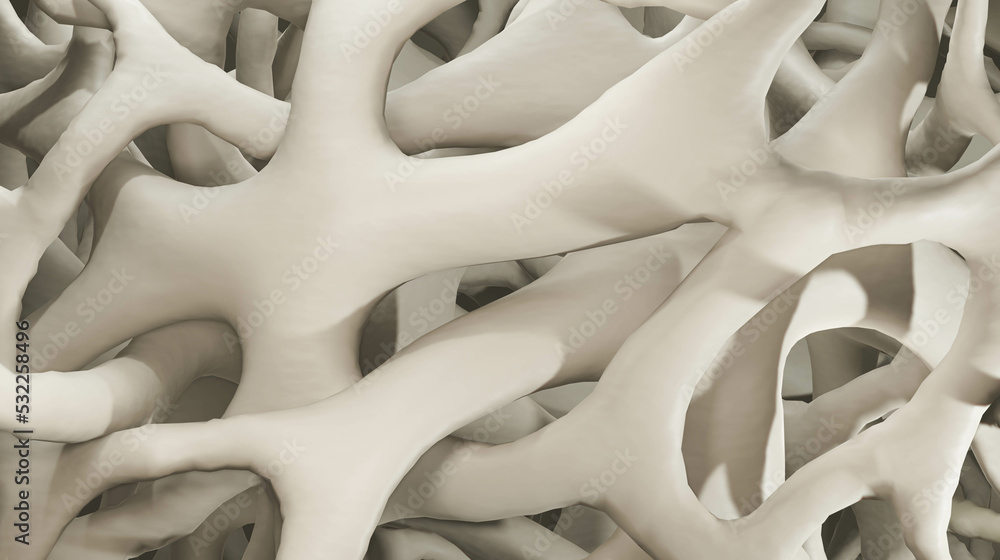 Bone structure, Spongy bone Bone structure, Spongy bone