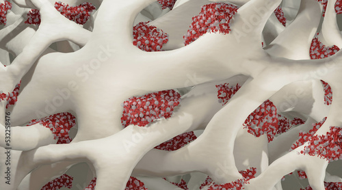 Photos Bone marrow illustration