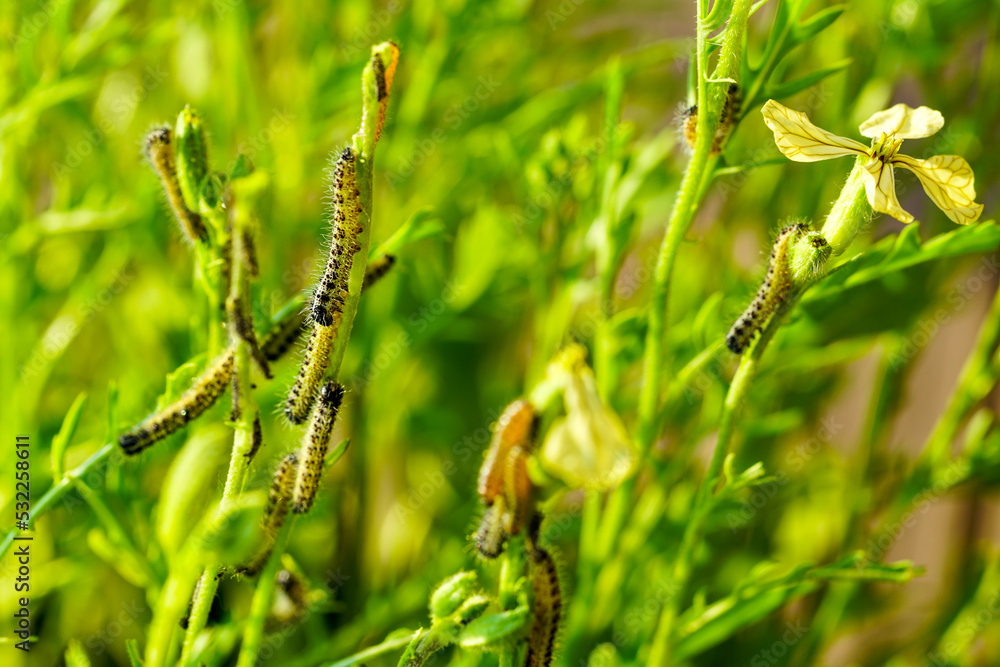 The caterpillars of the cabbage butterfly larvae eats the leaves of various cruciferous plants The caterpillars of the cabbage butterfly larvae eats the leaves of various cruciferous plants