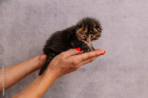 Woman's hand holding a several day old newborn kittens