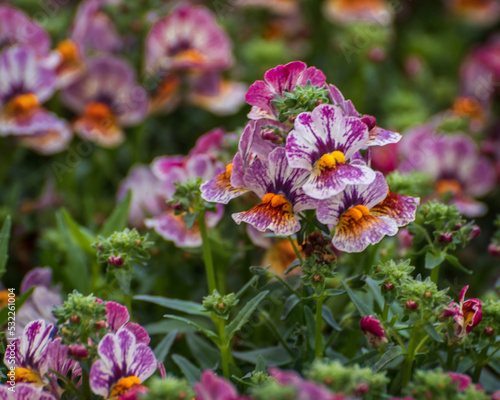 Nemesia, a bedding plant with two-lipped flowers photo