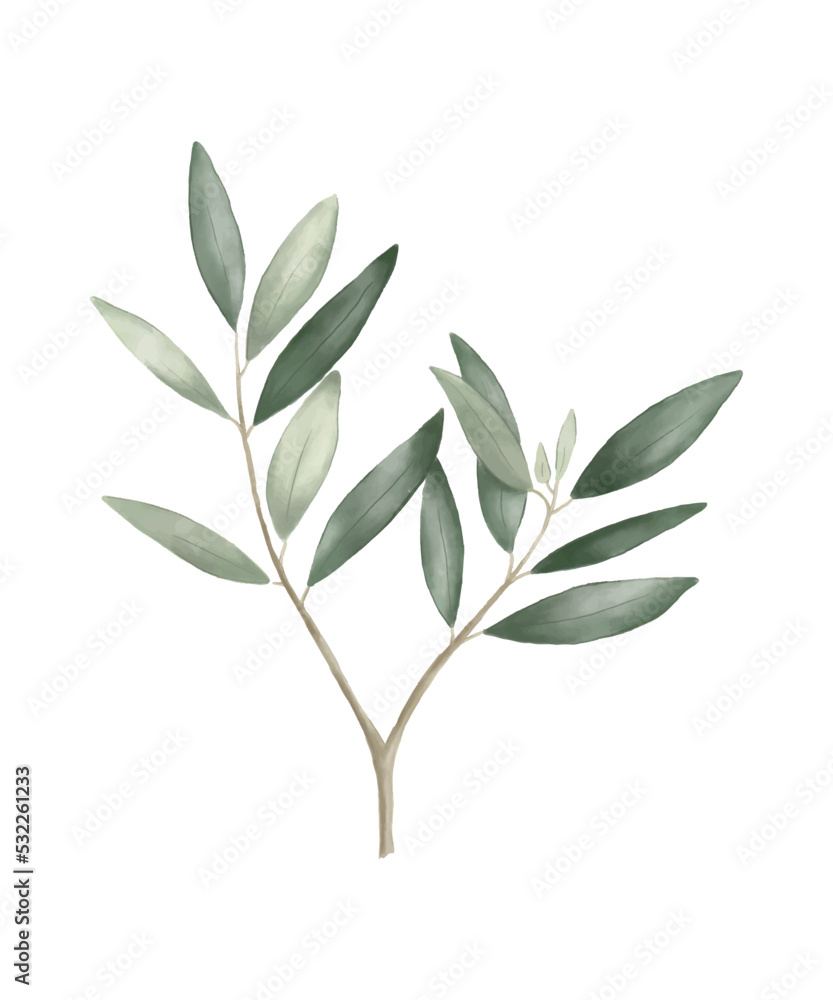 Watercolor olive branch with leaves isolated on white background. Floral illustration Watercolor olive branch with leaves isolated on white background. Floral illustration