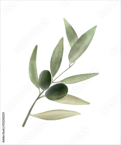 Olive branch green vector clip art floral design, floral leaves botanical illustration, olive botany