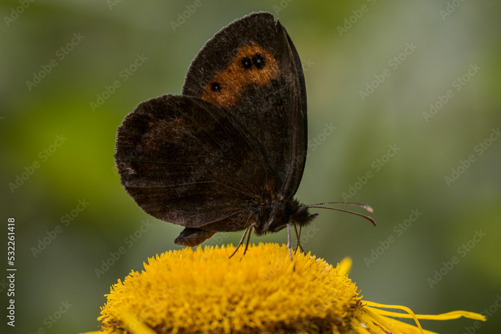 Fototapeta premium The Woodland Ringlet