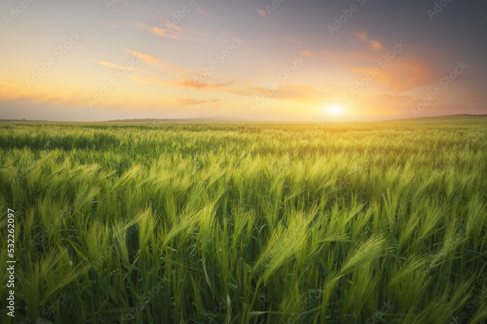 Fototapeta premium Meadow of wheat on sundown.