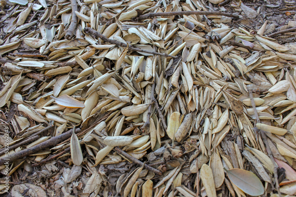 a lot of leaves fallen on the ground a lot of leaves fallen on the ground
