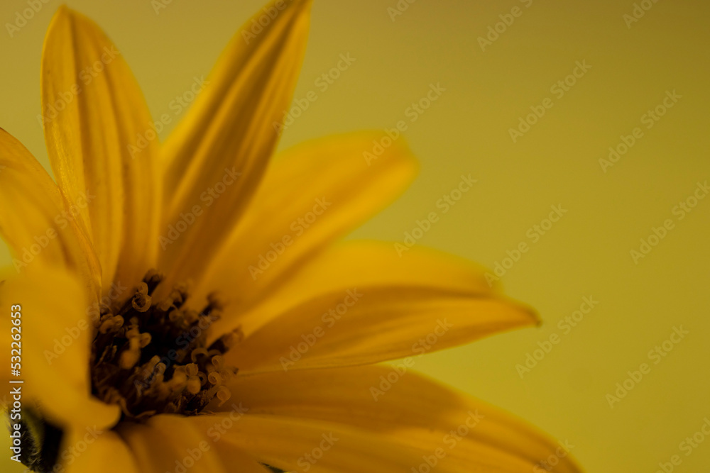 beautiful blooming yellow flower light background stock beautiful blooming yellow flower light background stock