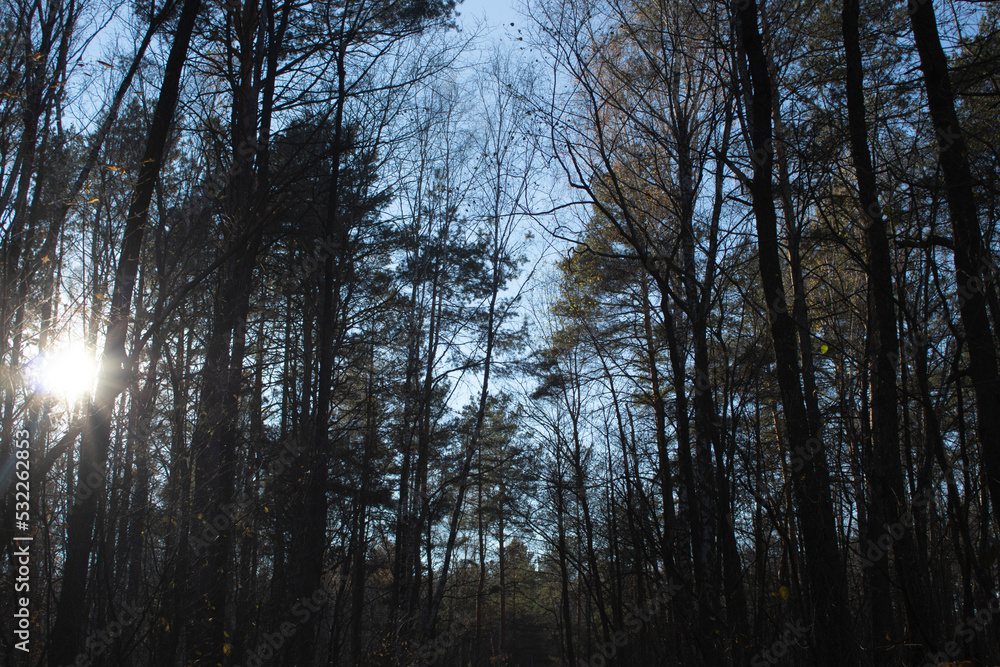 green trees and vegetation in a beautiful forest forest green trees and vegetation in a beautiful forest forest