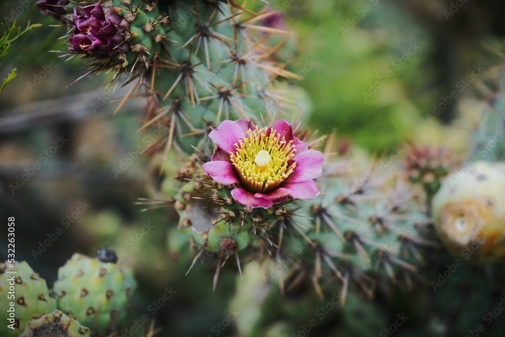 Chollas Flower Chollas Flower