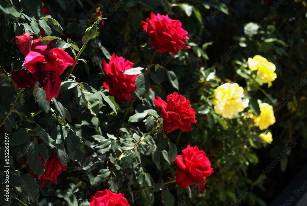 Red roses on the bush