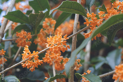 日本の秋10月ごろに咲き始める香りの強い可愛い金木犀 キンモクセイの花