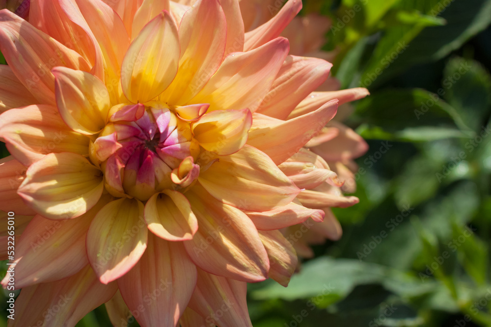 A beautiful dahlia in the summer garden. A beautiful dahlia in the summer garden.