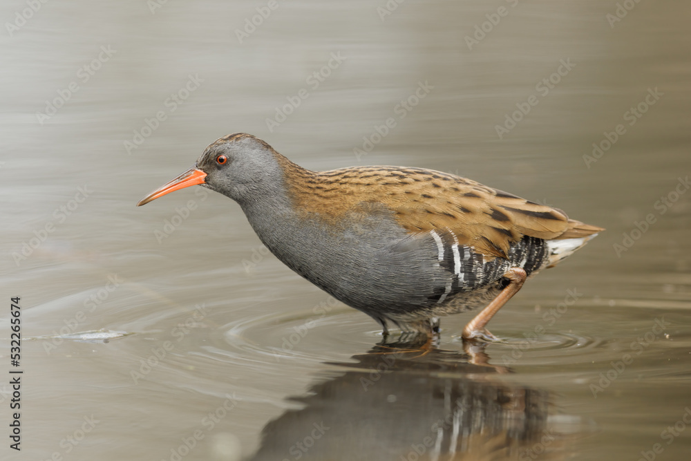 Water rail, Waterral, Rallus aquaticus Water rail, Waterral, Rallus aquaticus
