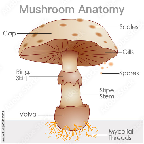 Mushroom anatomy. Structure parts, cap, skirt, spores, ring,  lamella, pileus, stem, gills volva, mycelium, hyphae, fungus. Convex, ovate, conical. Toadstool, mush room diagram. Illustration vector photo