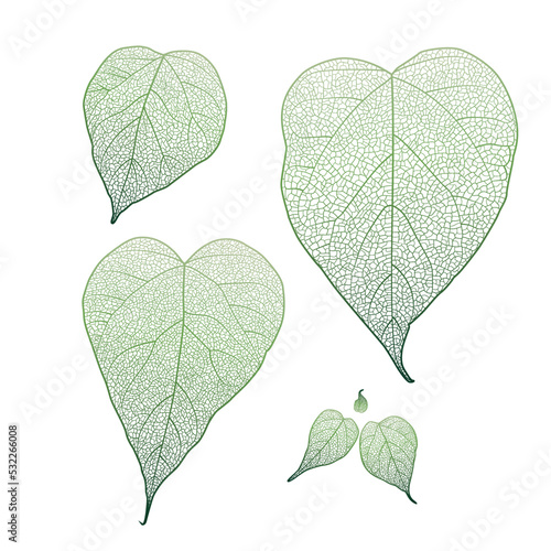 Set leaves of green on white. Vector illustration.
